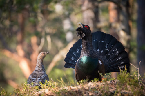 Capercaillie © Peter Simon/Dreamstime 163980450